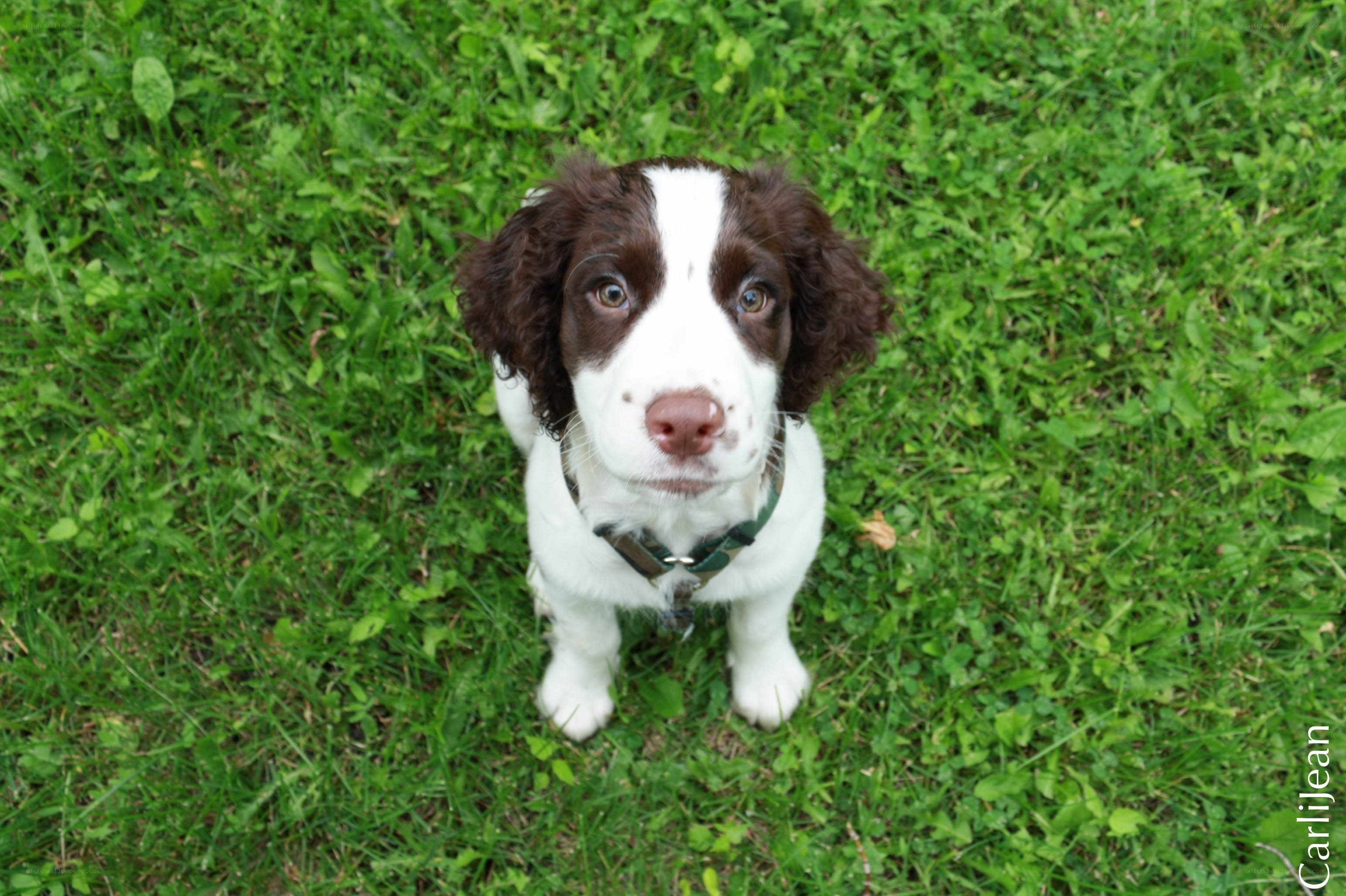 puppy on green grass