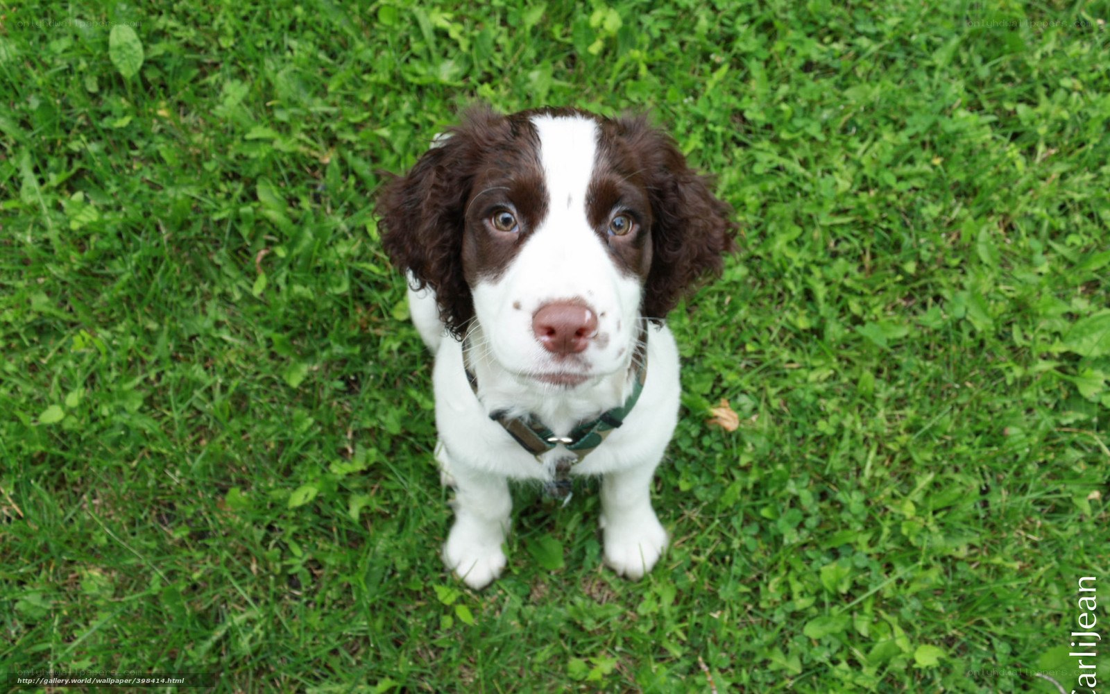 puppy on green grass