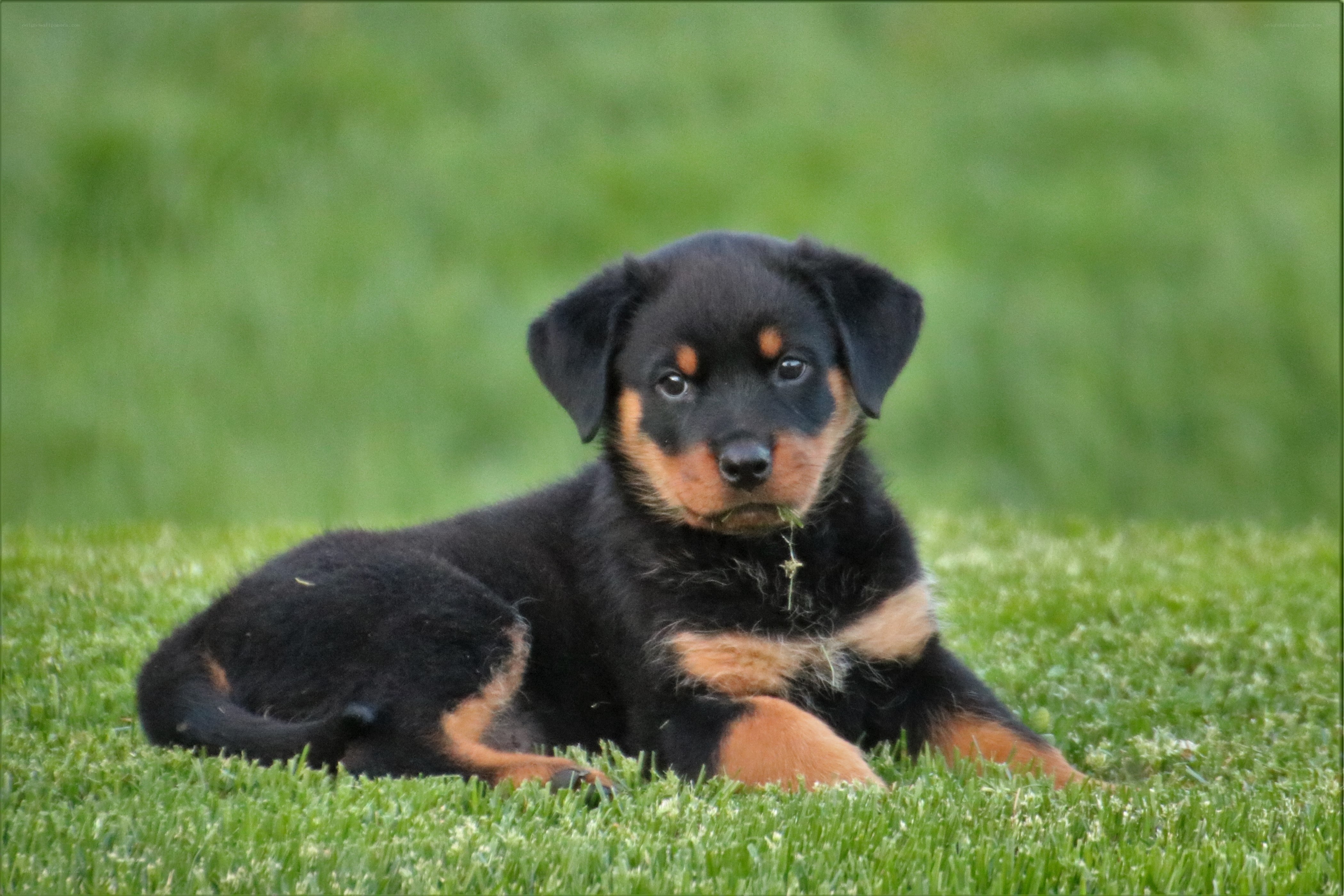 puppy on green grass