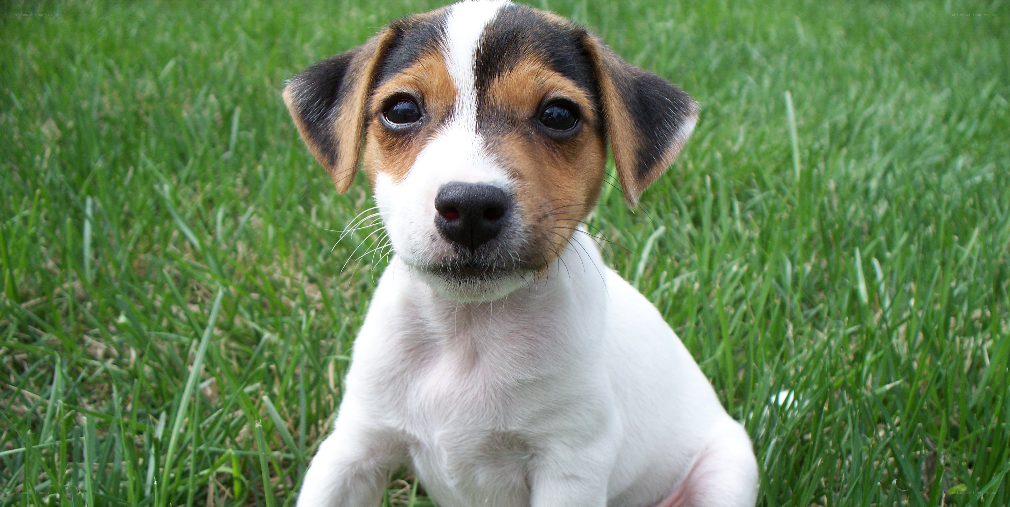 puppy on green grass
