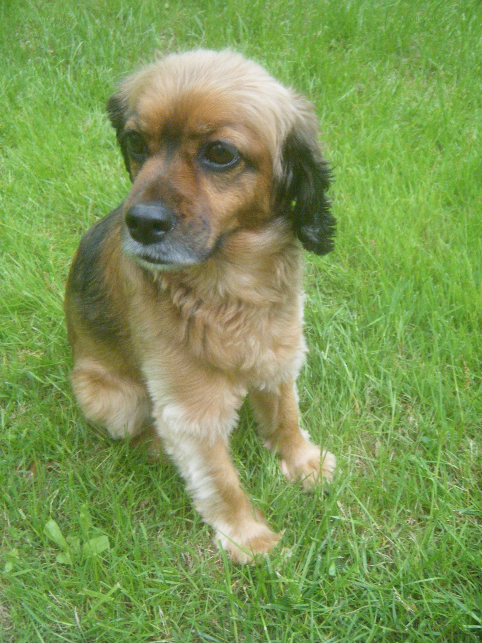 puppy on green grass