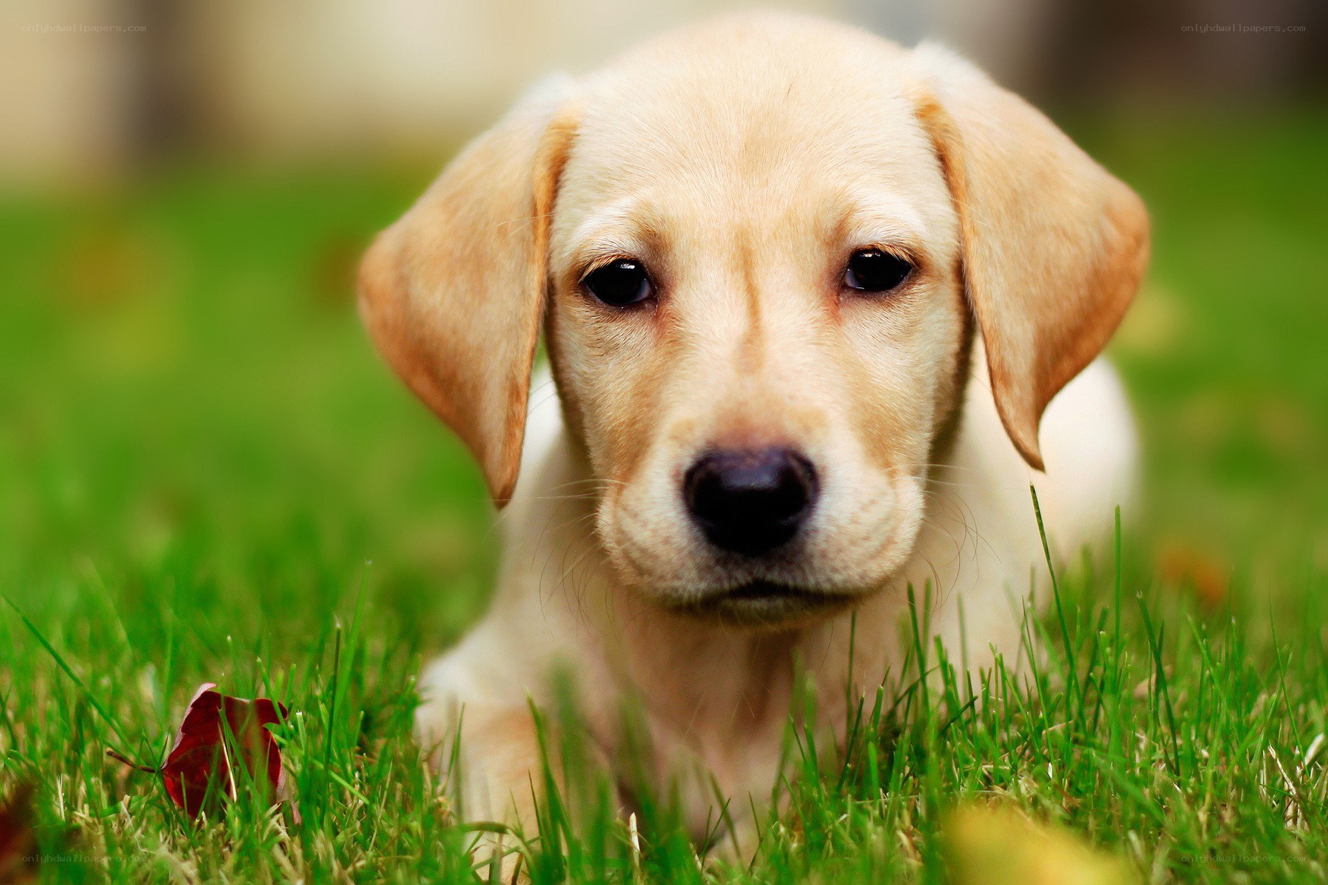 puppy on green grass