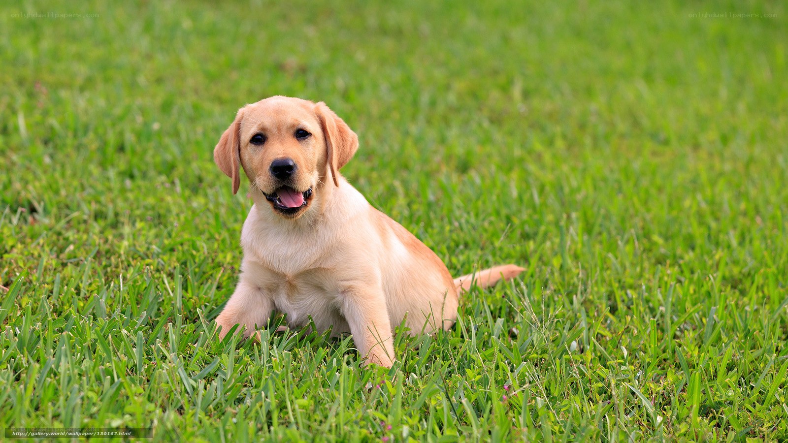 puppy on green grass