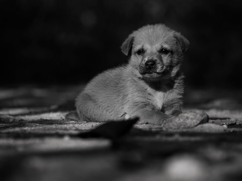 Puppy on Ground