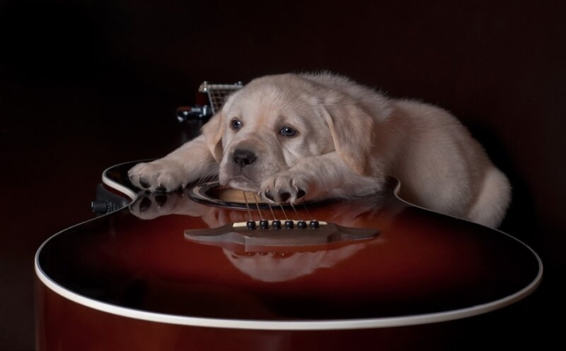 Puppy on Guitar