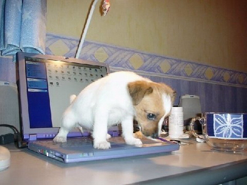 Puppy on Laptop
