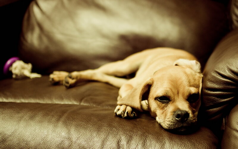 Puppy on Leather Couch