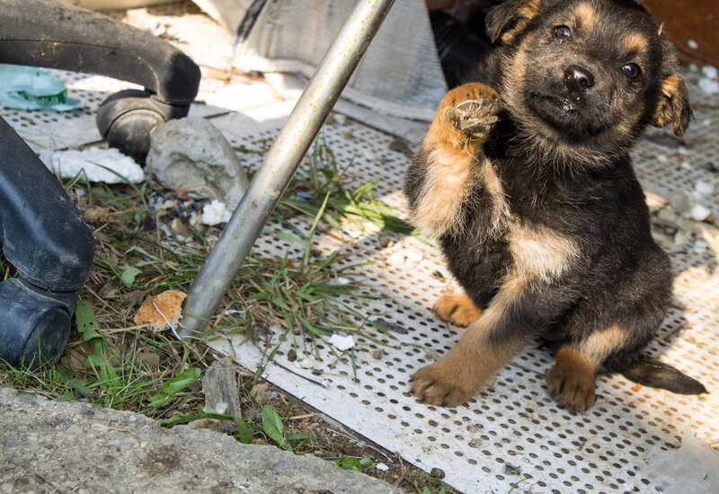 Puppy on Metal Grate