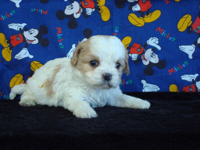 puppy on mickey mouse blanket