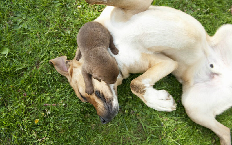 Puppy on Mother Dog