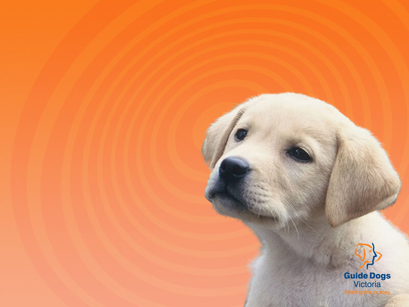 puppy on orange background