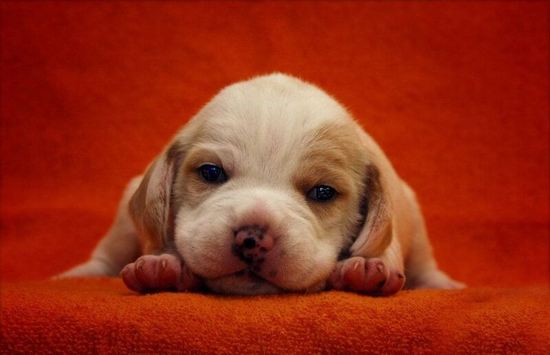 Puppy on Orange Blanket