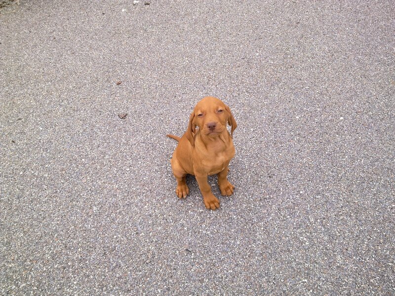 puppy on pavement