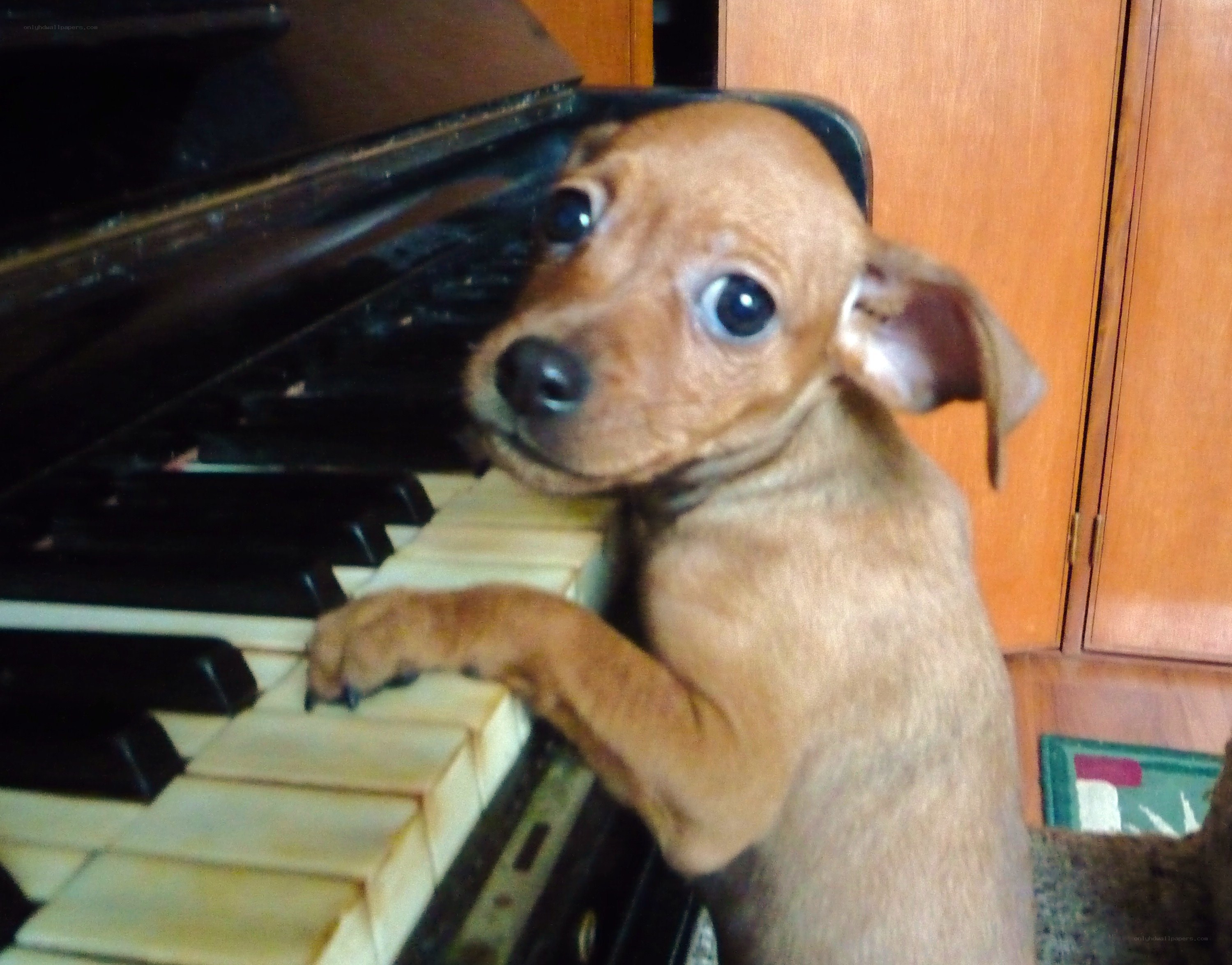 puppy on piano keys