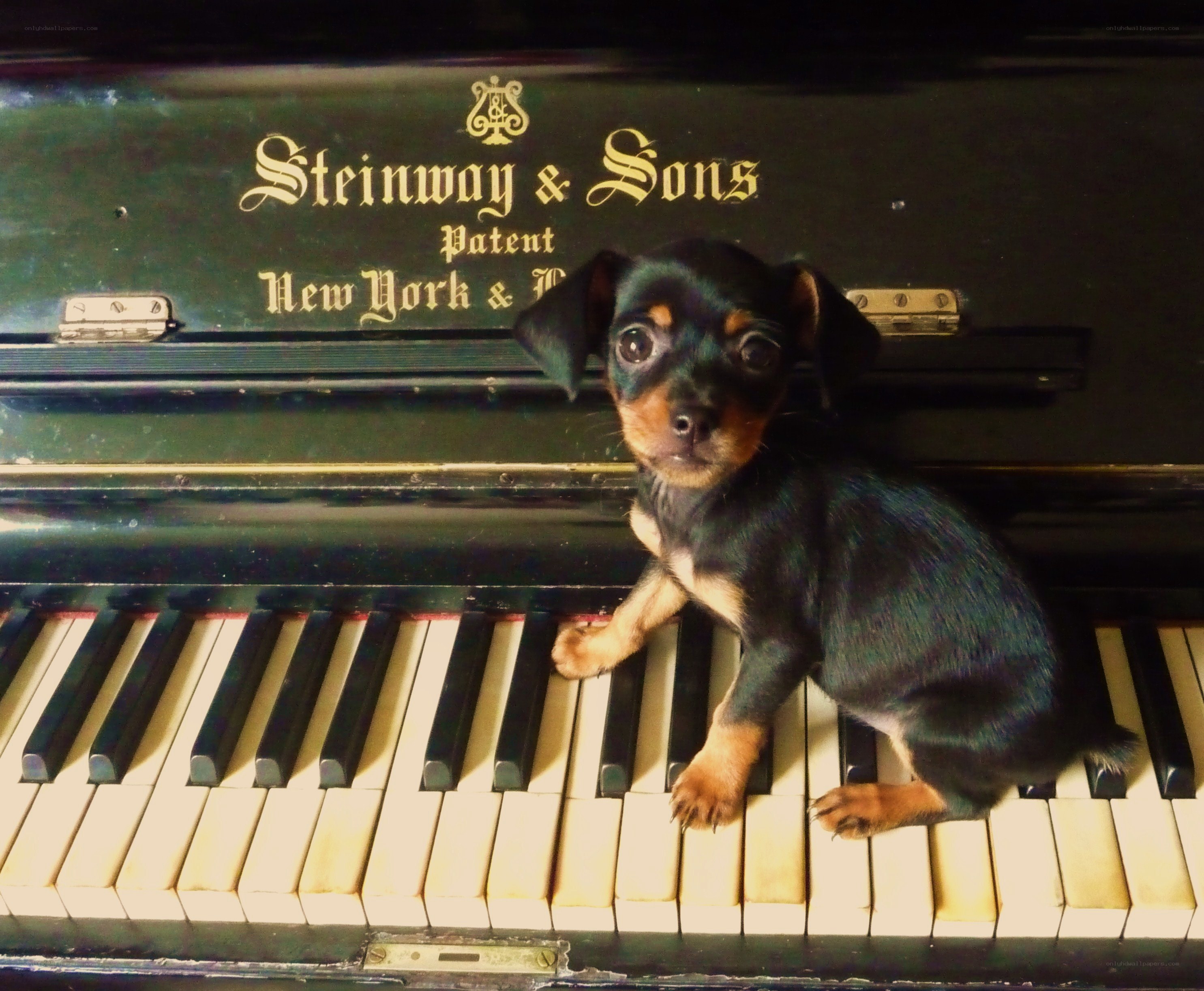 Puppy on piano keys