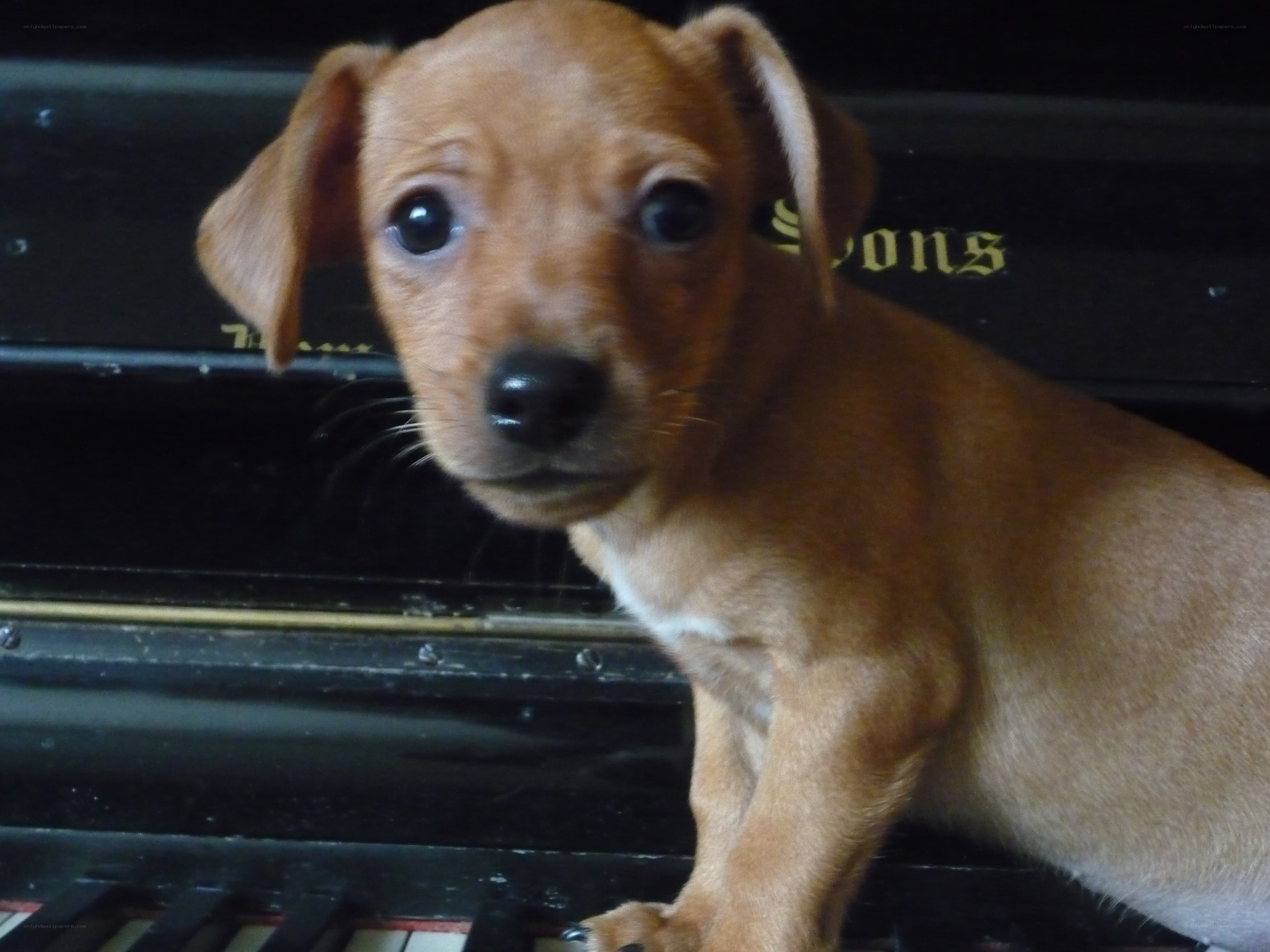 puppy on piano keys