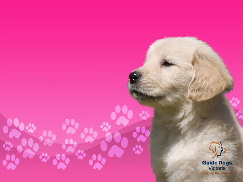 puppy on pink background
