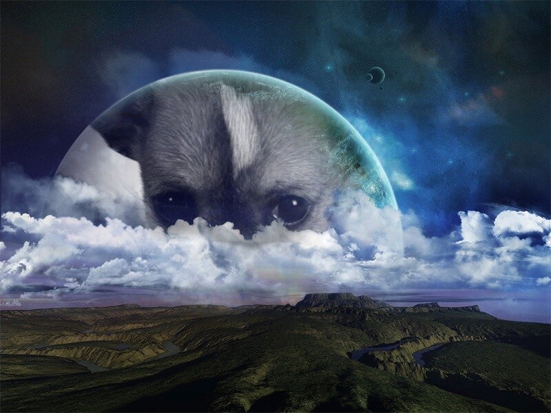 Puppy on Planet Surface