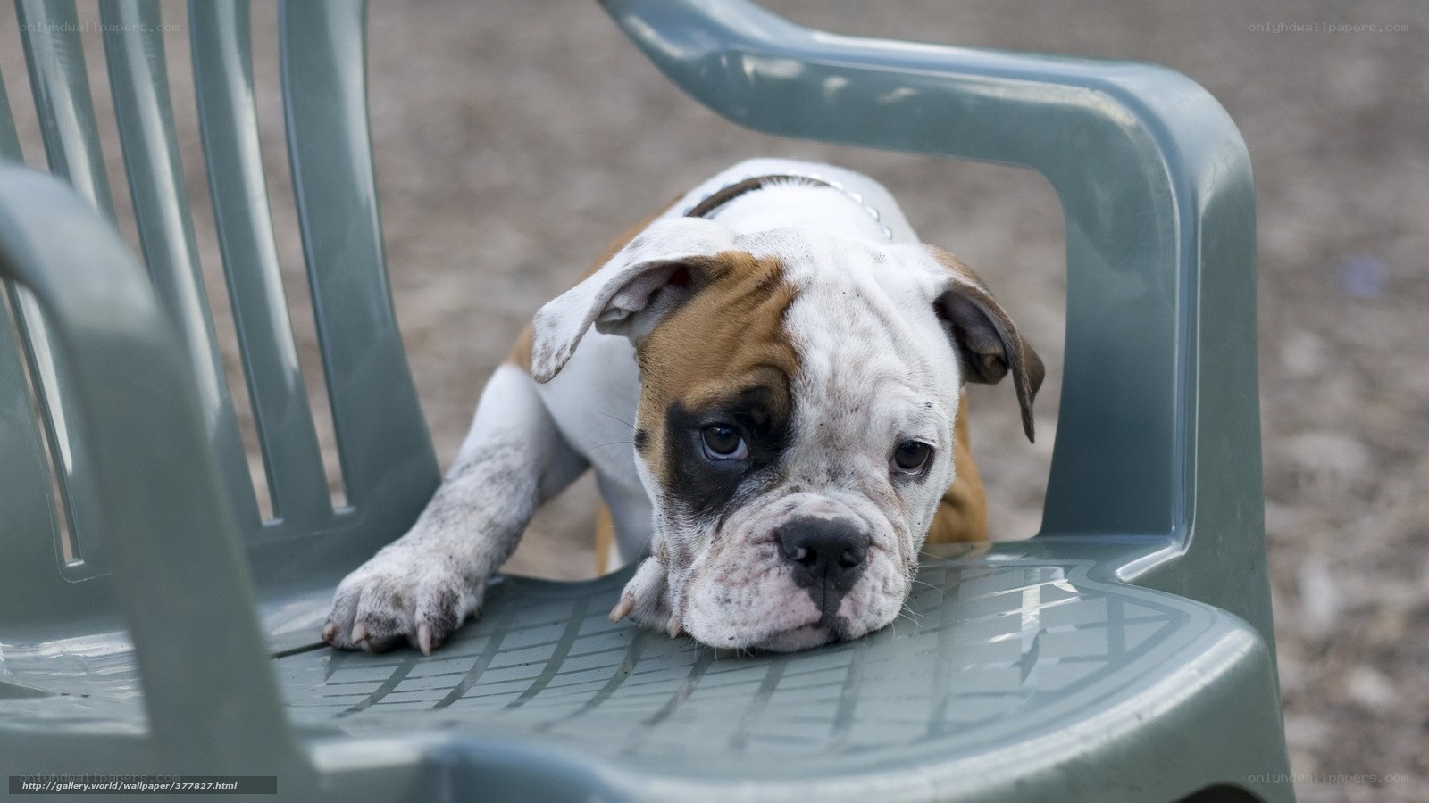 puppy on plastic chair