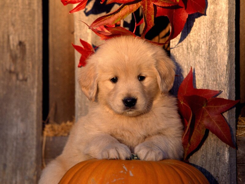 puppy on pumpkin with autumn leaves