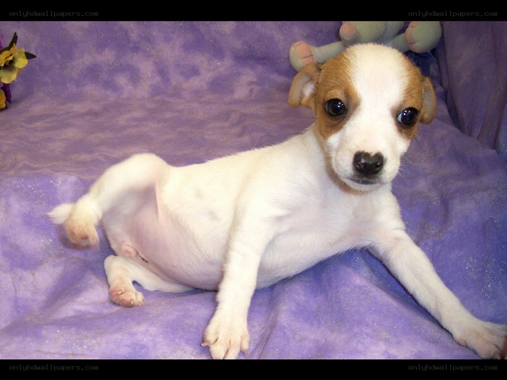 puppy on purple blanket