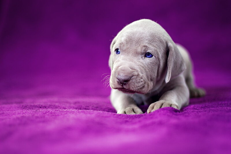 Puppy on Purple Fabric