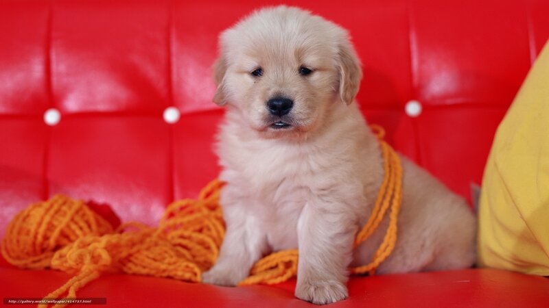 puppy on red couch