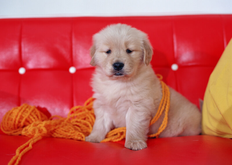 puppy on red couch