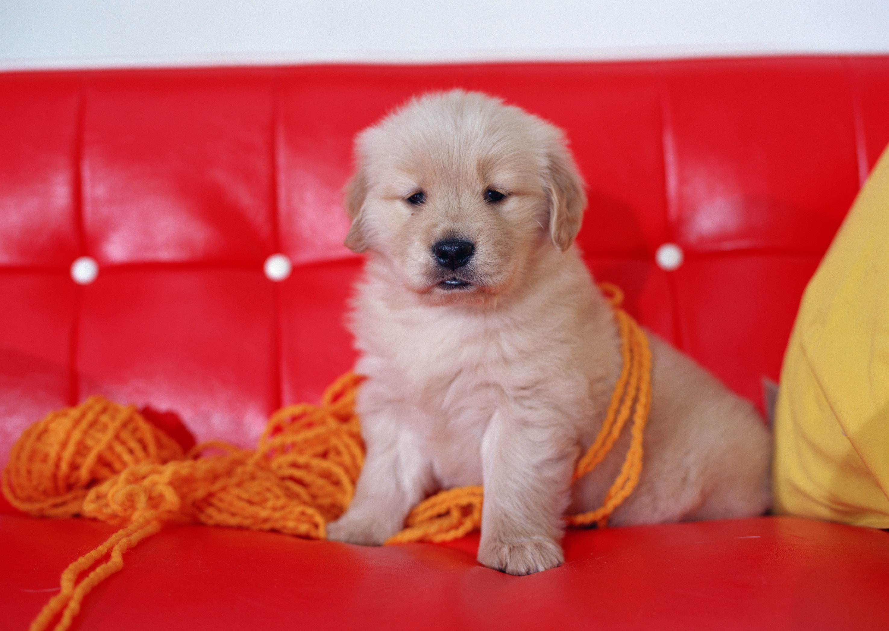 puppy on red couch