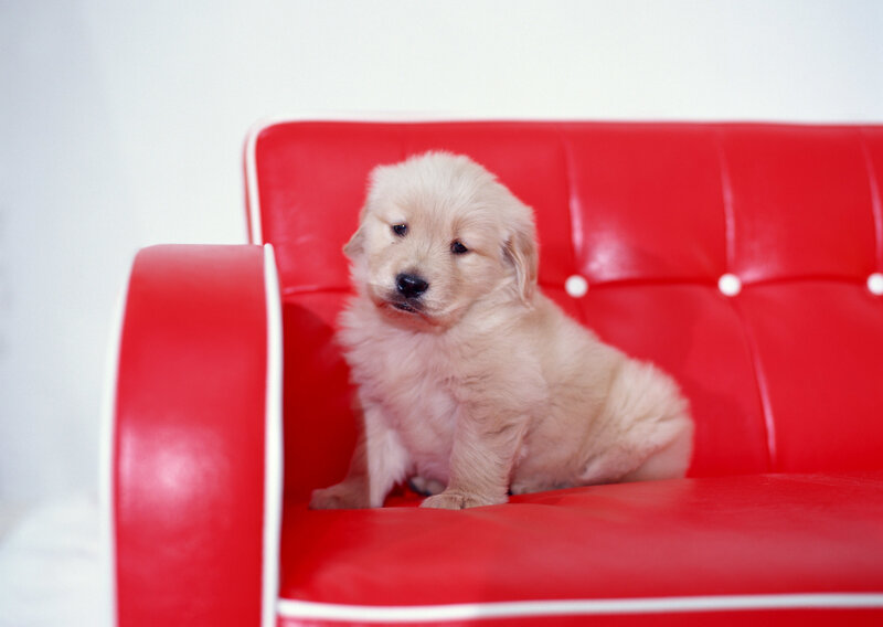 puppy on red couch