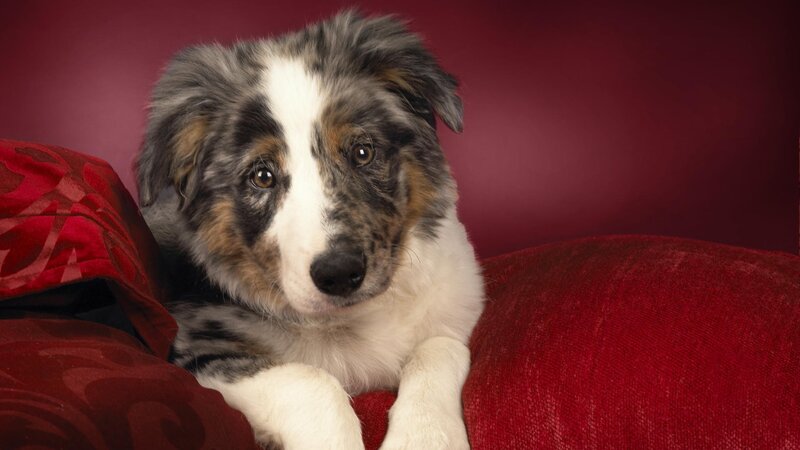 puppy on red couch