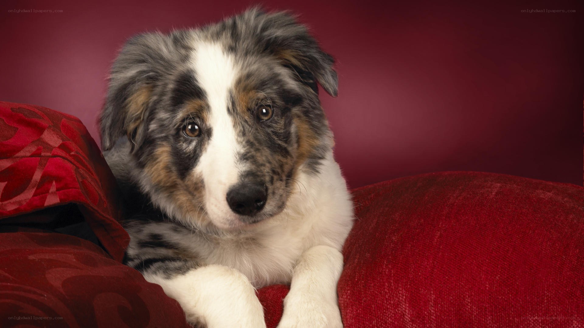 puppy on red couch