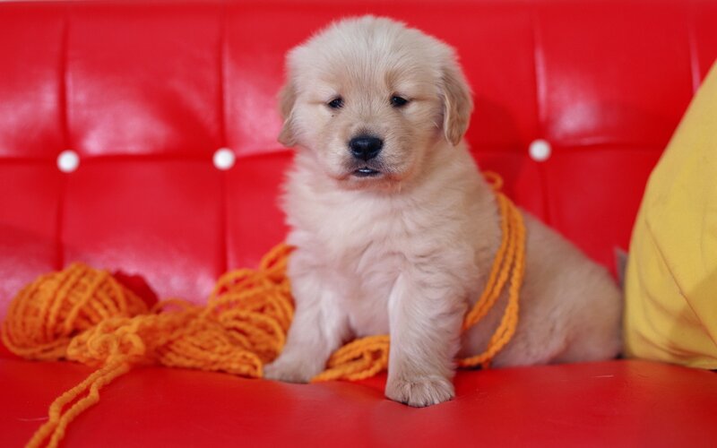 puppy on red couch