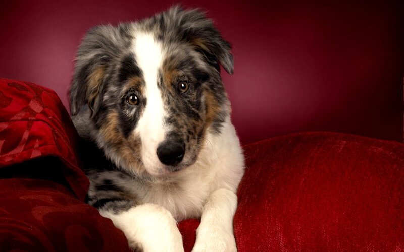 puppy on red couch
