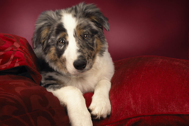 puppy on red couch