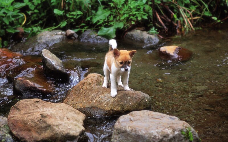 Puppy on Rock
