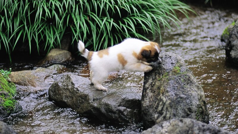 Puppy on Rocks — Green