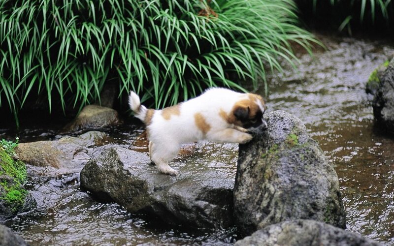 Puppy on Rocks