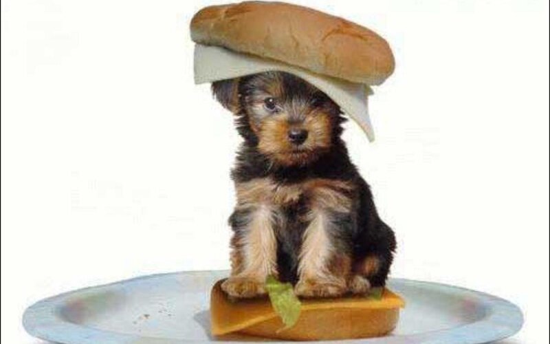 Puppy on Sandwich — Brown