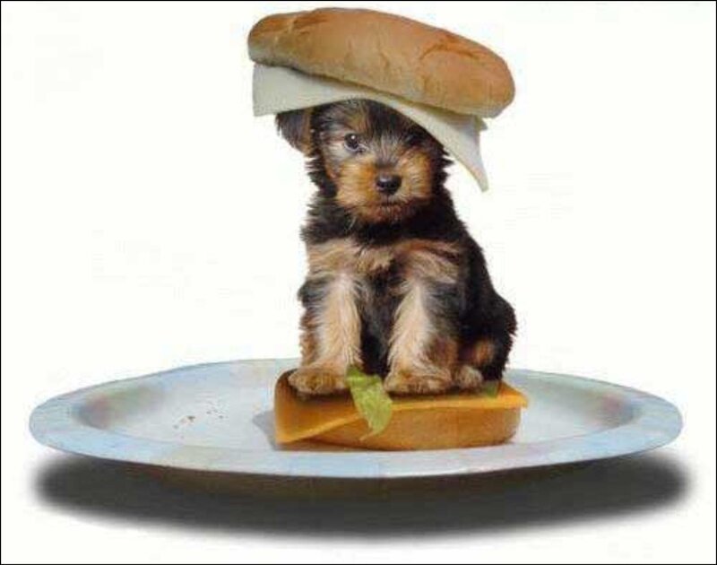 Puppy on Sandwich
