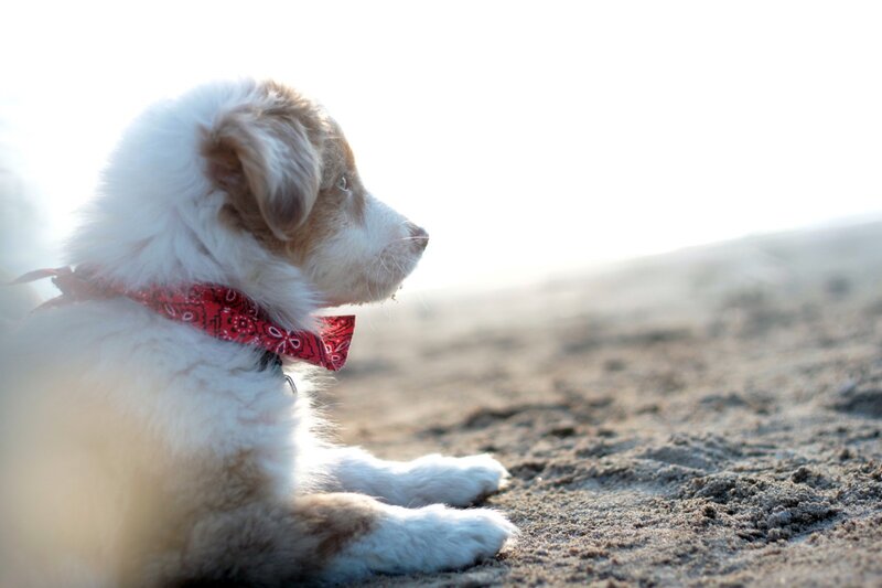 Puppy on Sandy Beach — White