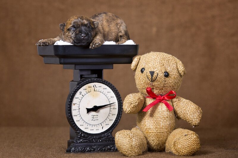 Puppy on Scale