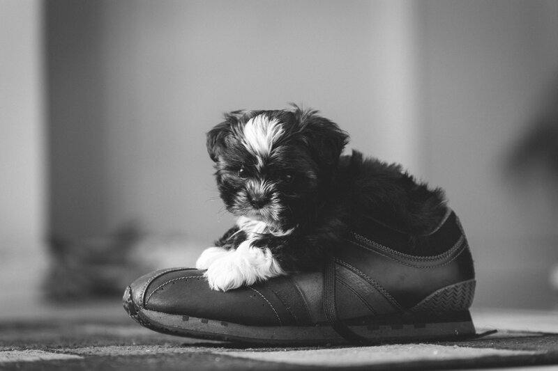 Puppy on Shoe