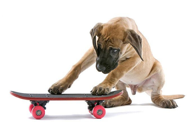 Puppy on Skateboard