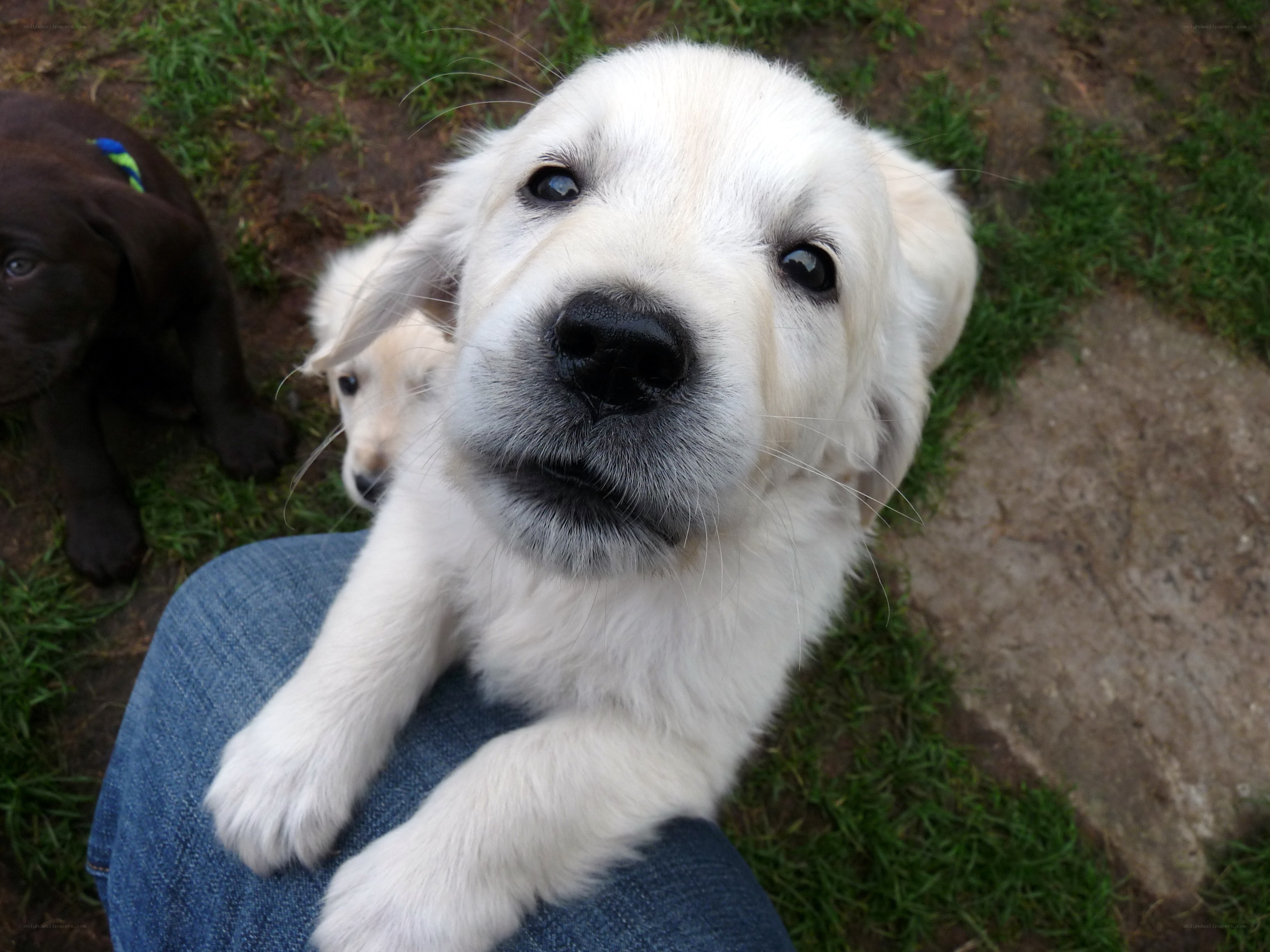 puppy on someone's lap