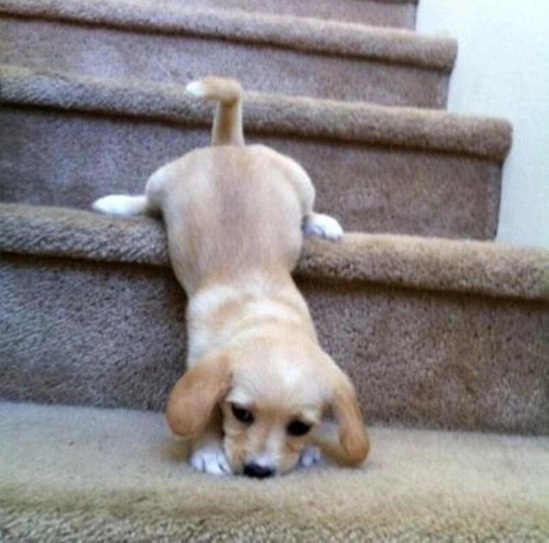 Puppy on Stairs
