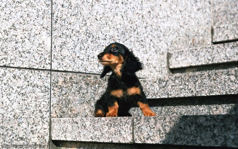 puppy on stone steps