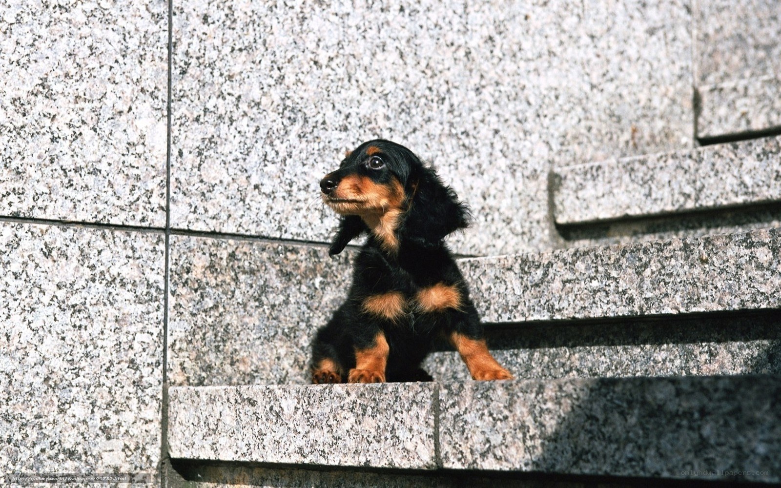 puppy on stone steps