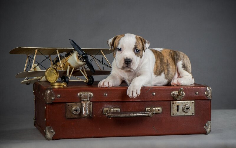 Puppy on Suitcase — Brown, Calm