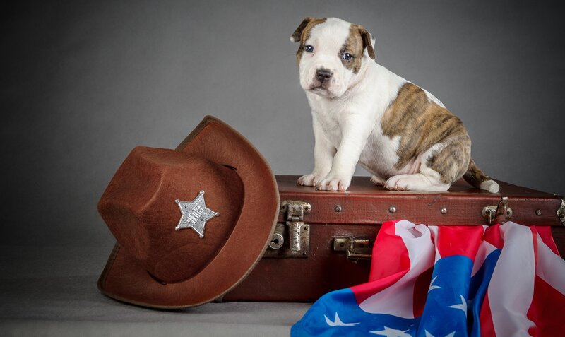 Puppy on Suitcase — Brown